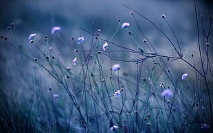 shallow focus photography of purple flowers